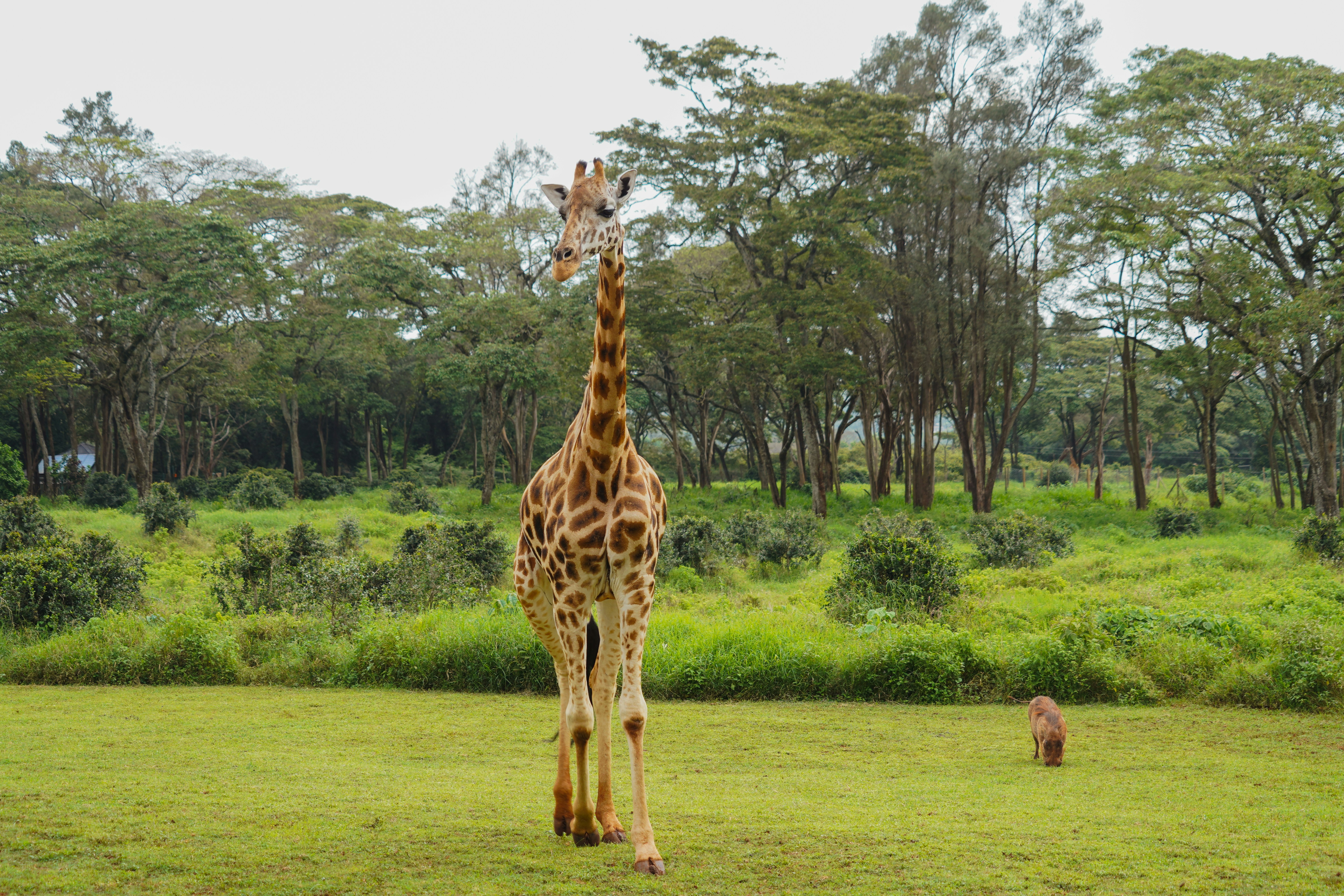 Safari Walk Nairobi NP