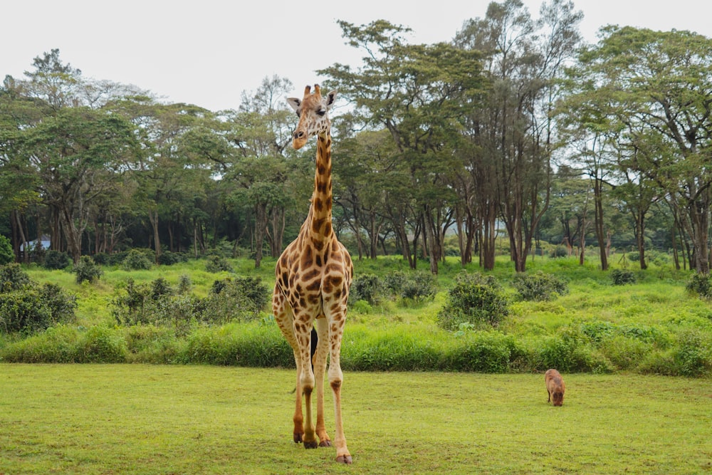 giraffe standing on green grass field during daytime