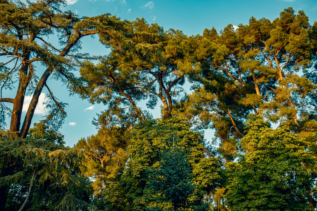 travelers stories about Temperate broadleaf and mixed forest in Parque de El Retiro, Spain