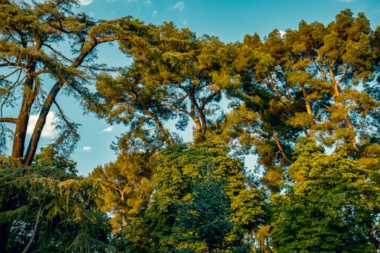 green trees under blue sky during daytime in Parque de El Retiro Spain