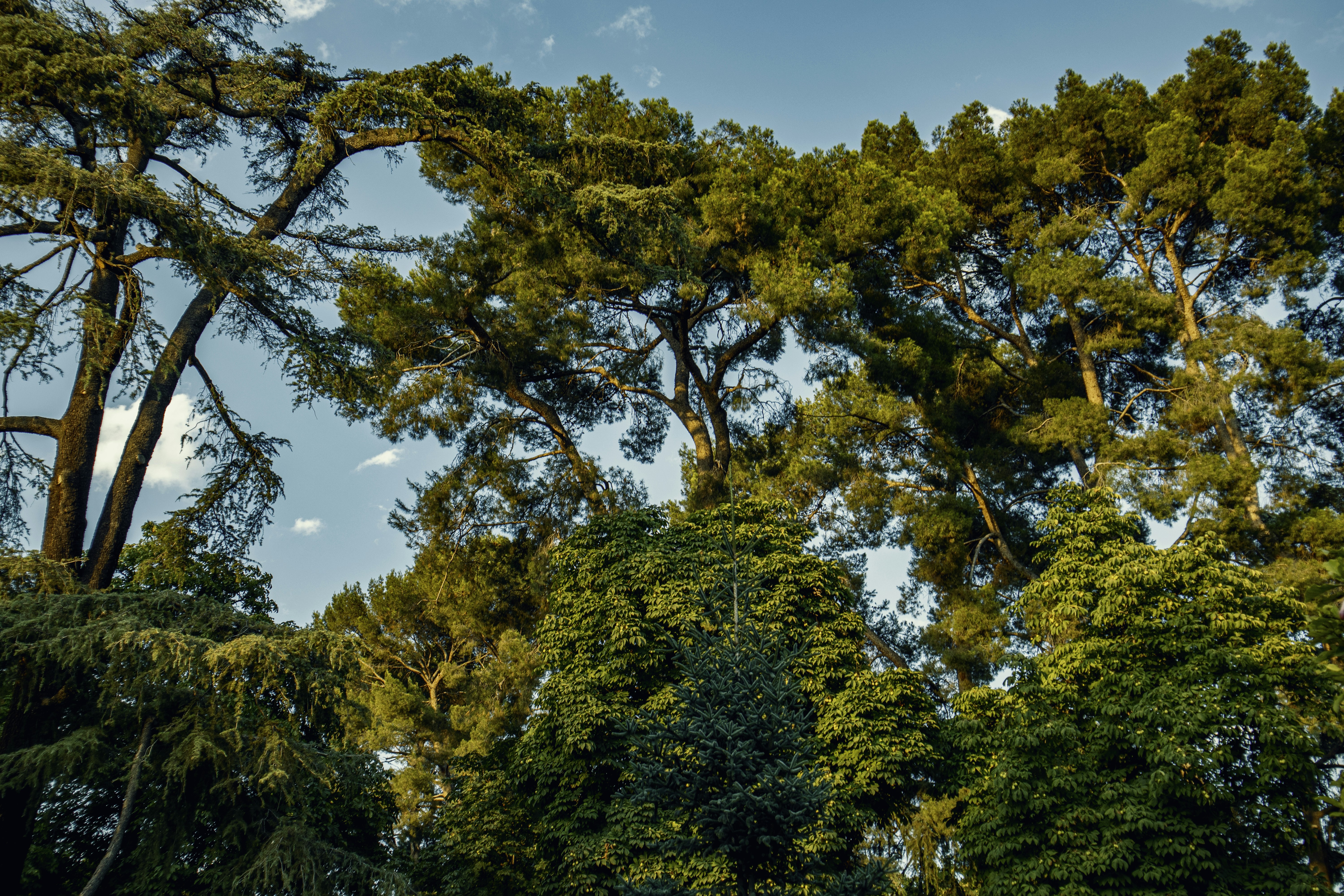 Trees in the El Retiro Park in Madrid, Spain. Always nice to see a bit of nature in the middle of a bustling city