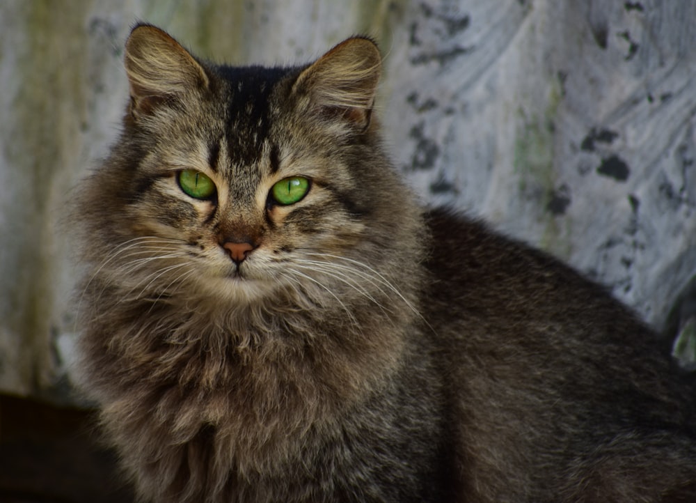 brown tabby cat on white concrete wall