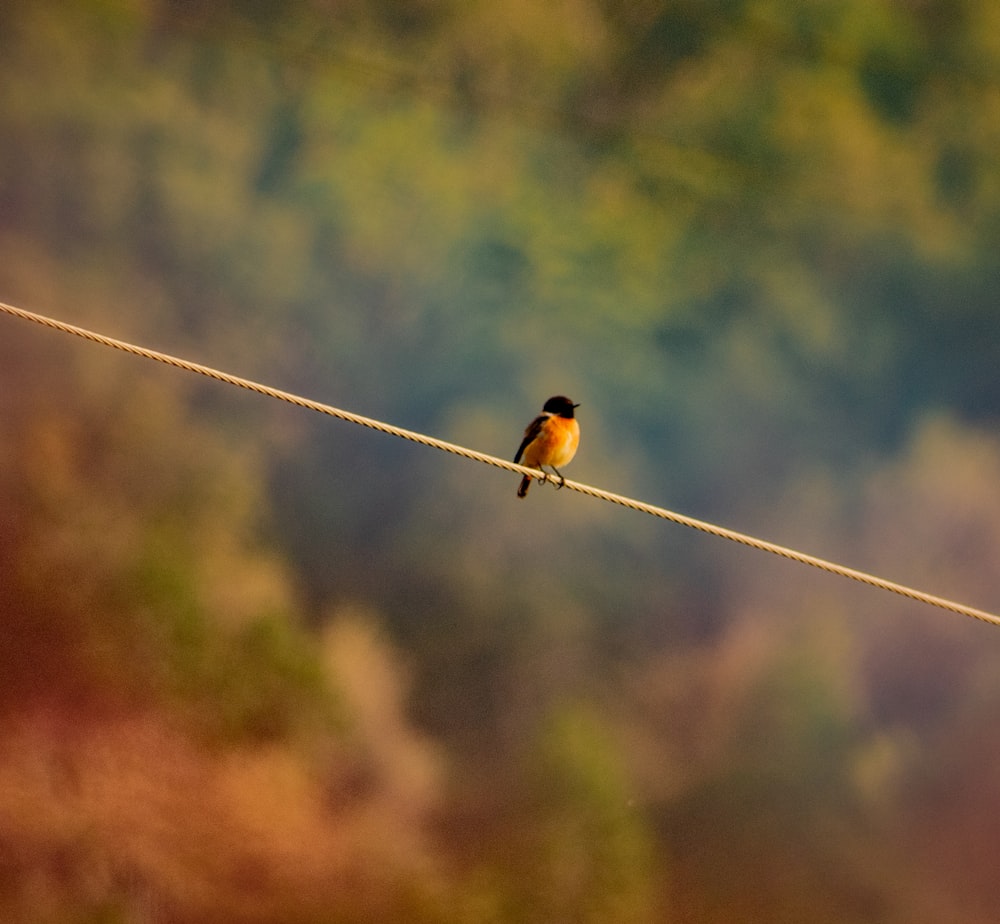brown and black bird on white wire during daytime