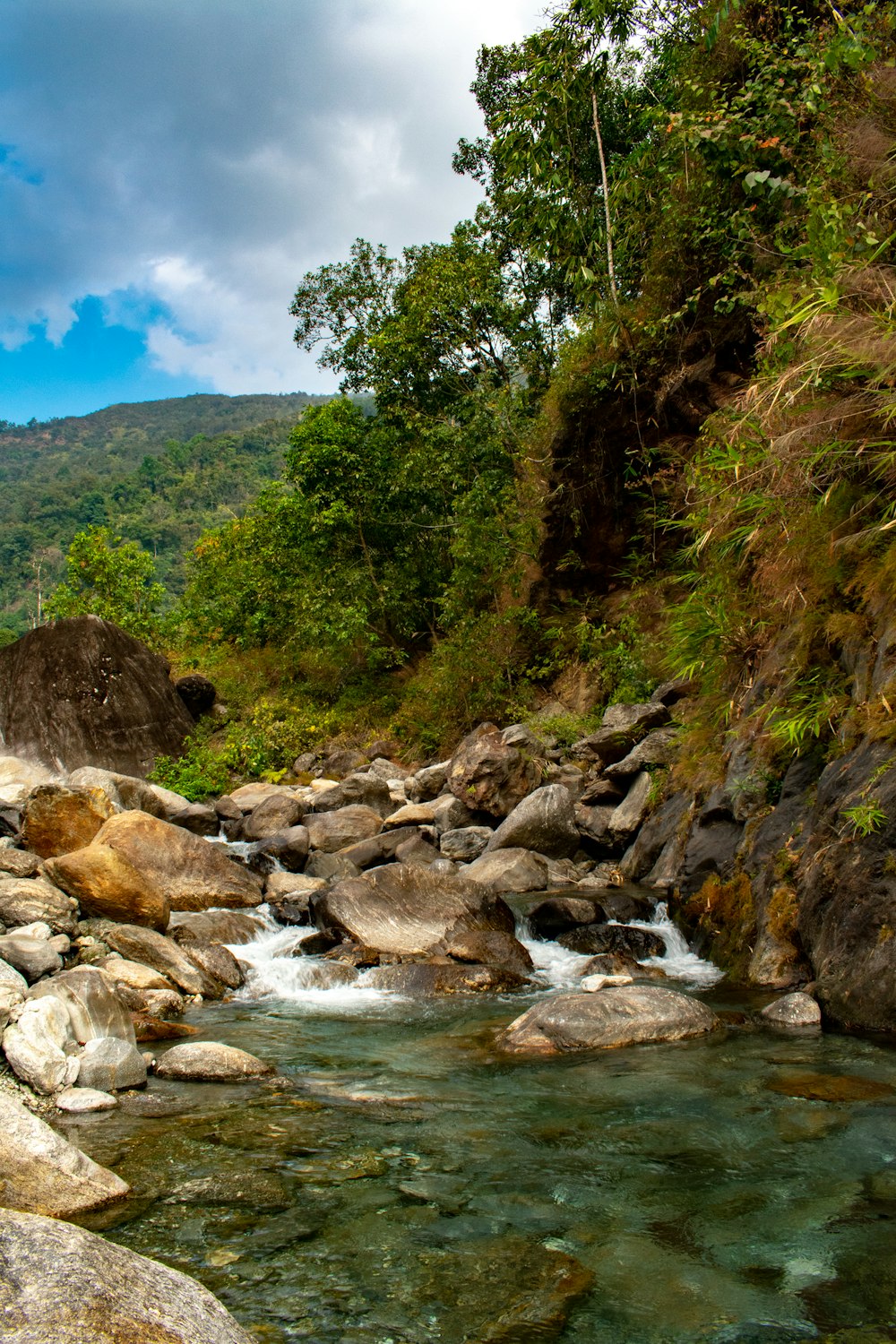 river in the middle of forest during daytime