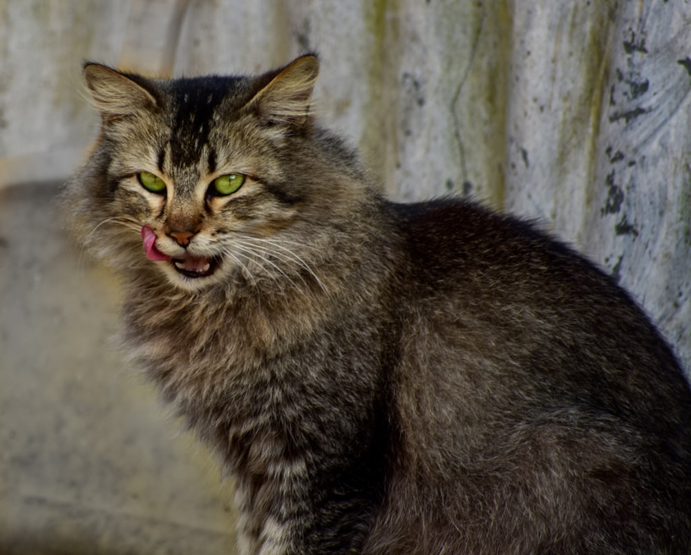 brown tabby cat on gray concrete floor