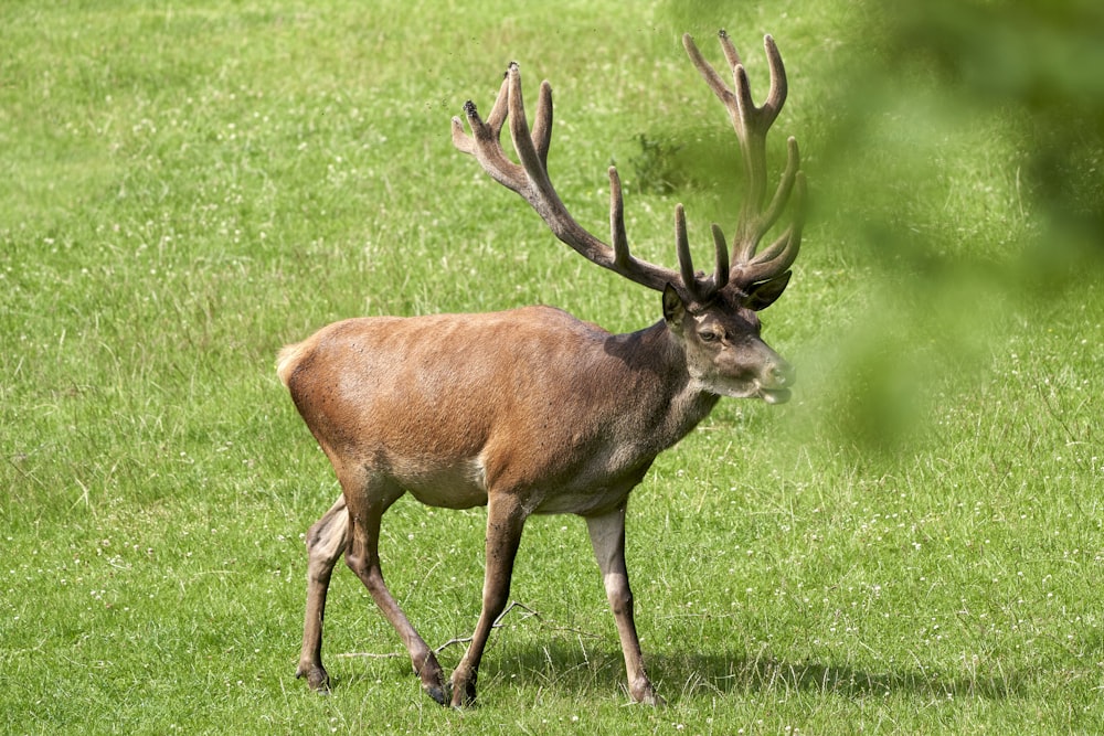 brown deer on green grass field during daytime