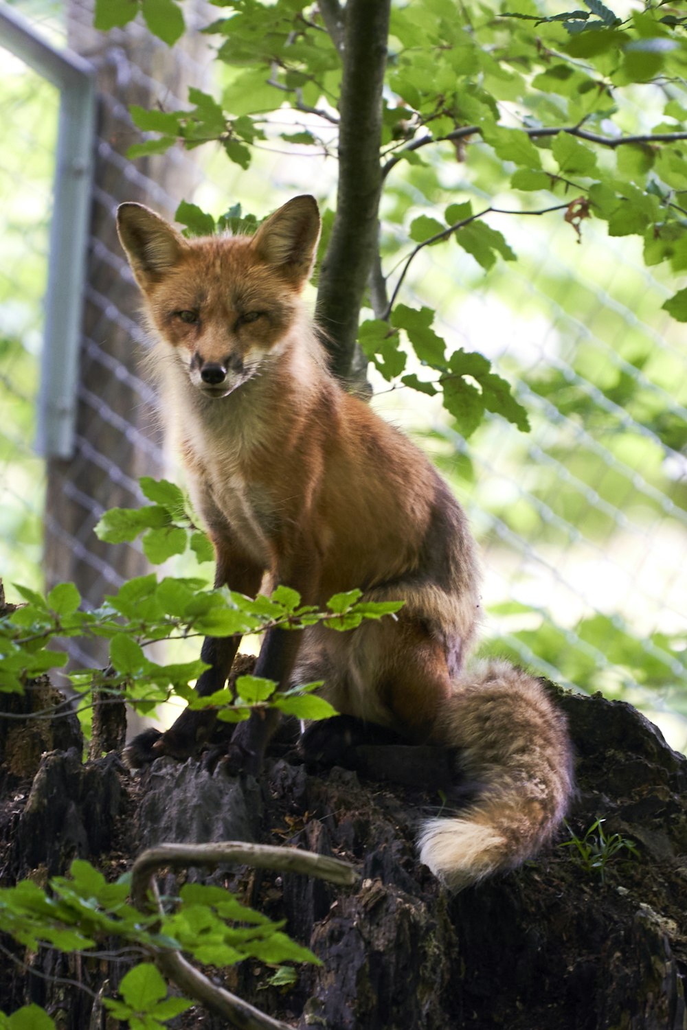 brown fox on tree branch during daytime