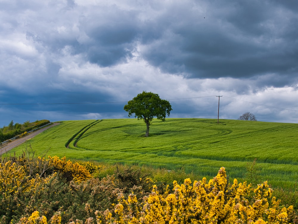 yellow flower field under cloudy sky during daytime