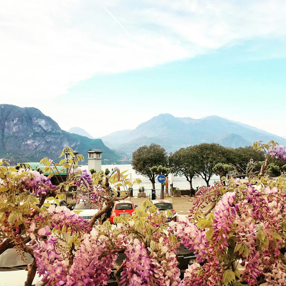 pink flowers on green grass field near mountain during daytime