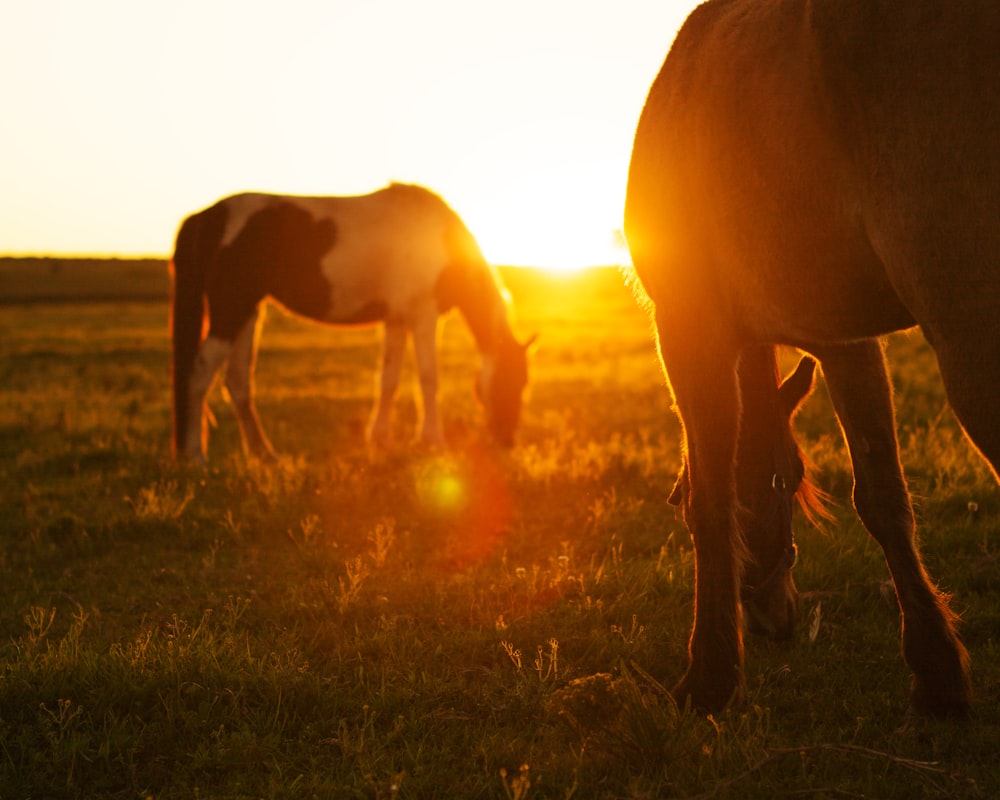 2 horses on green grass during sunset