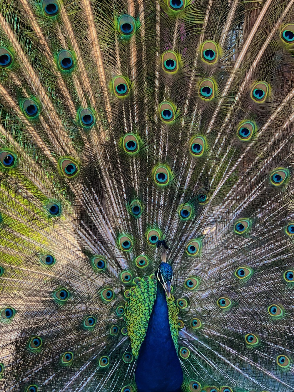 blue green and brown peacock feather