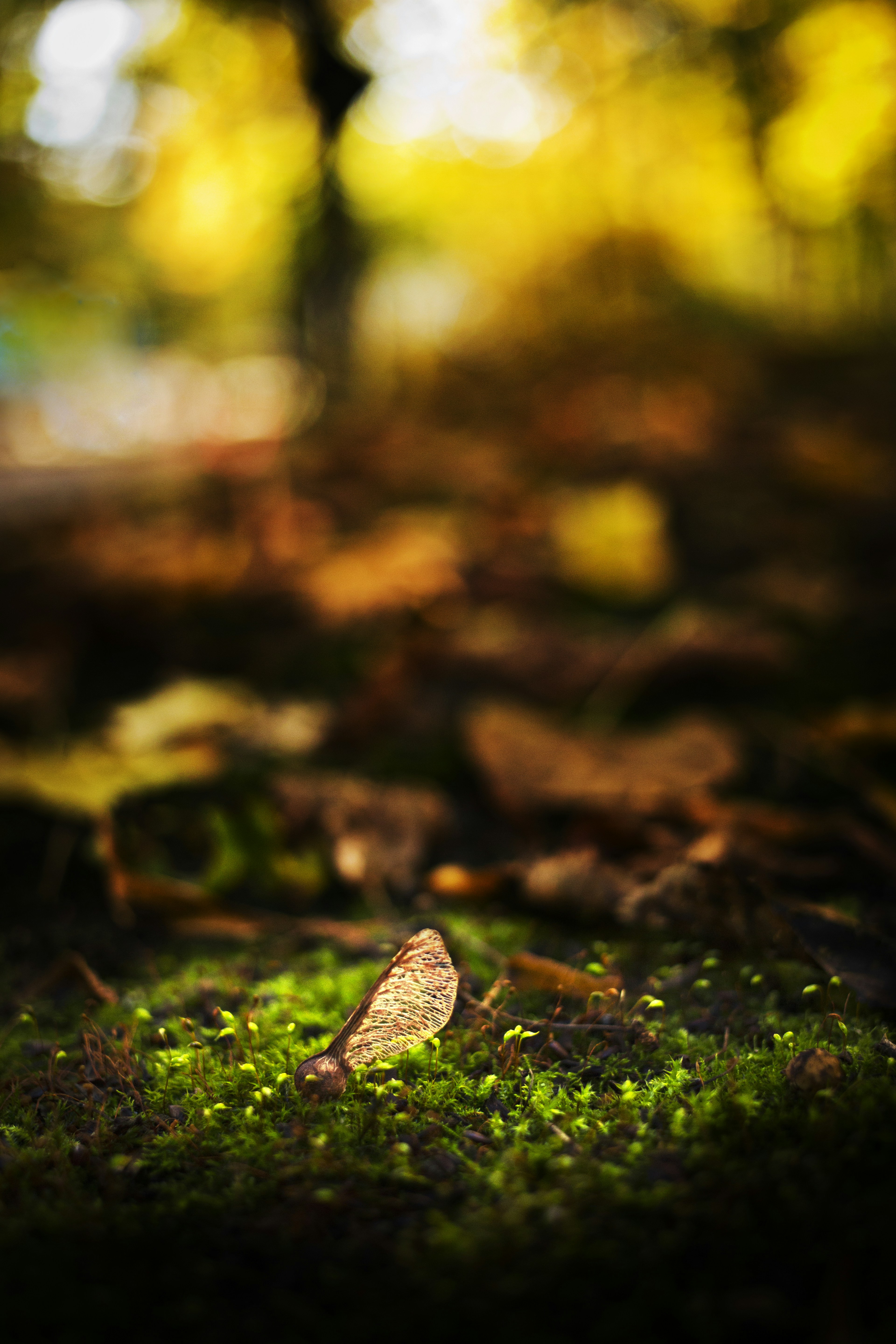 Photo by hanro_bauermeister