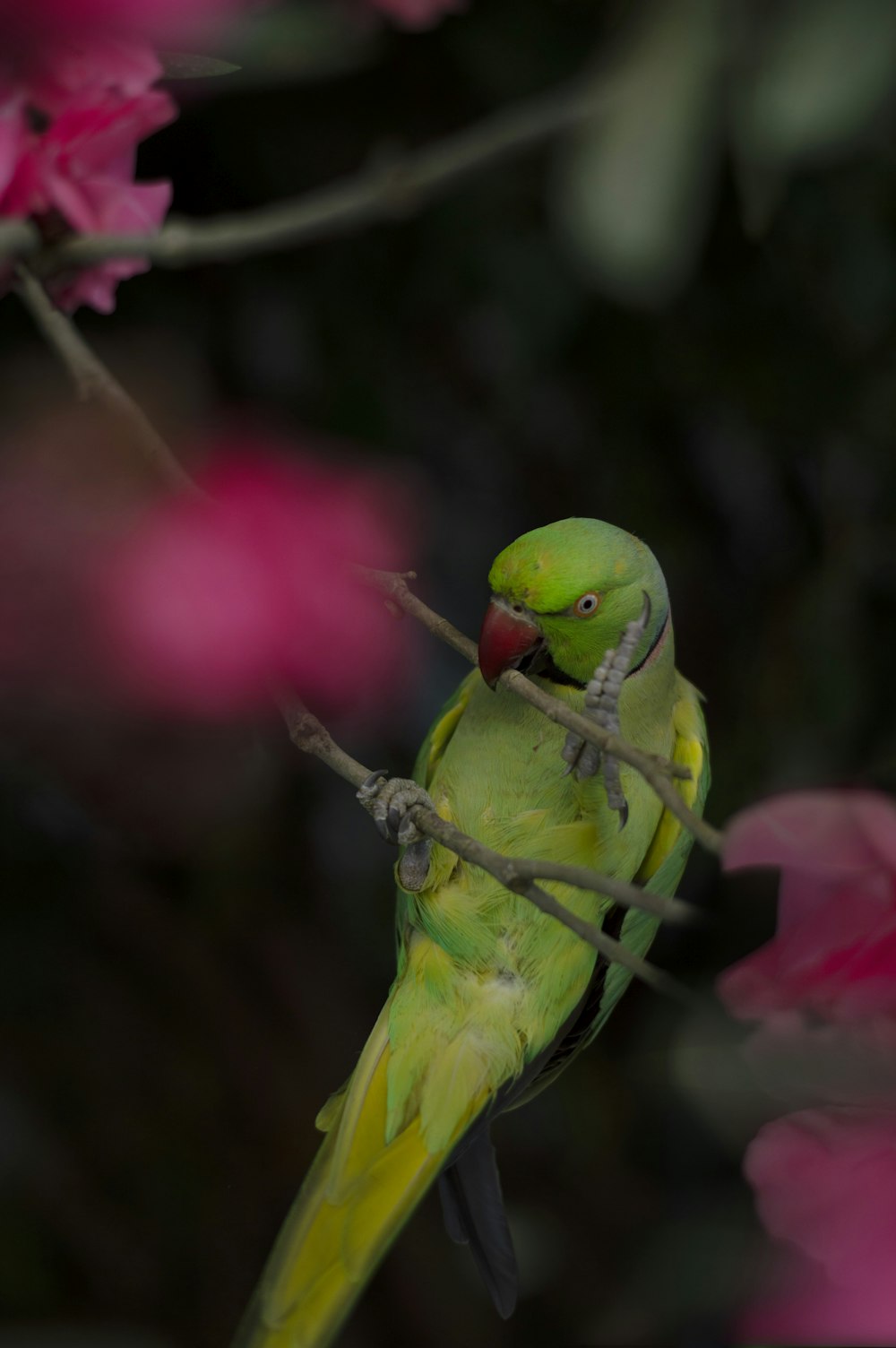 green bird on brown tree branch