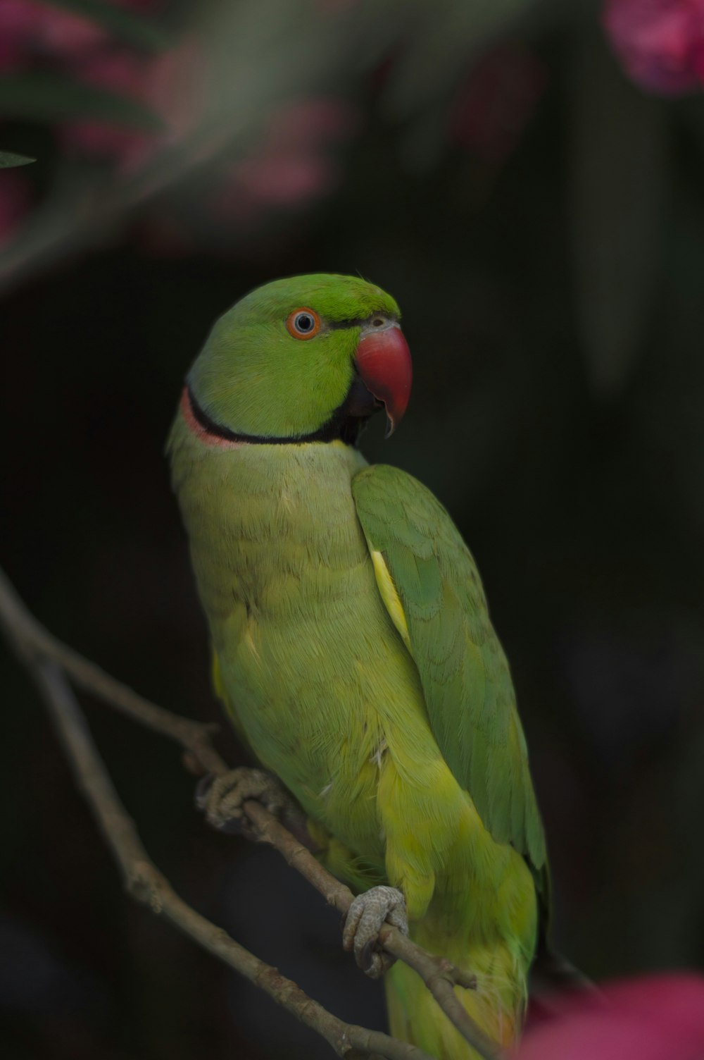 green and yellow bird on brown tree branch