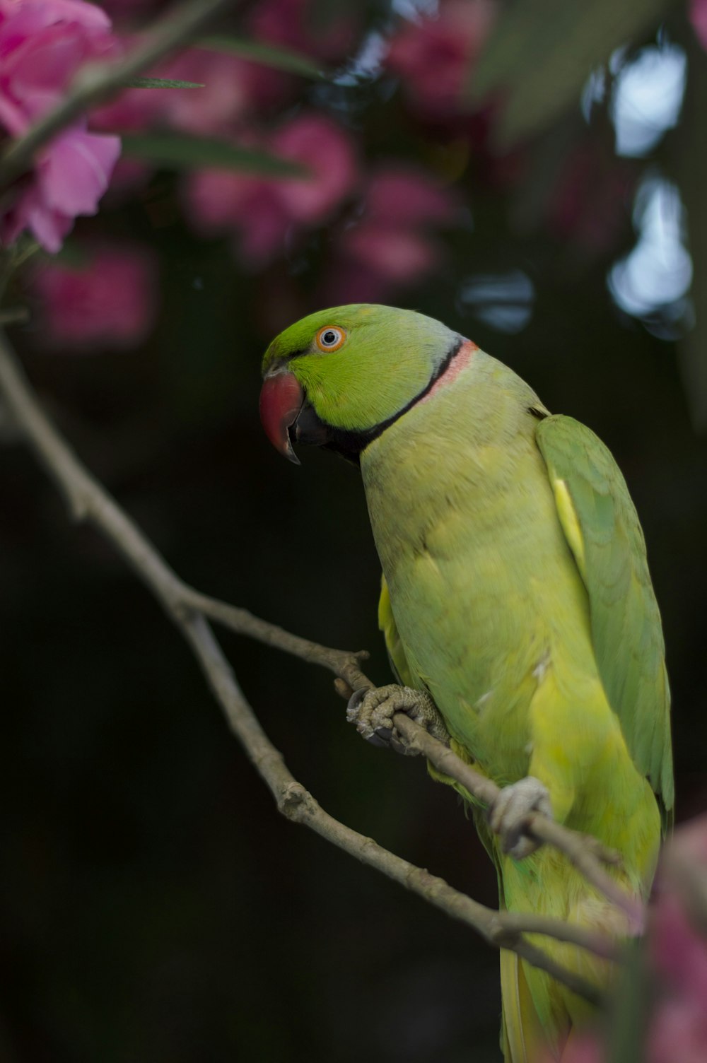 green and yellow bird on brown tree branch