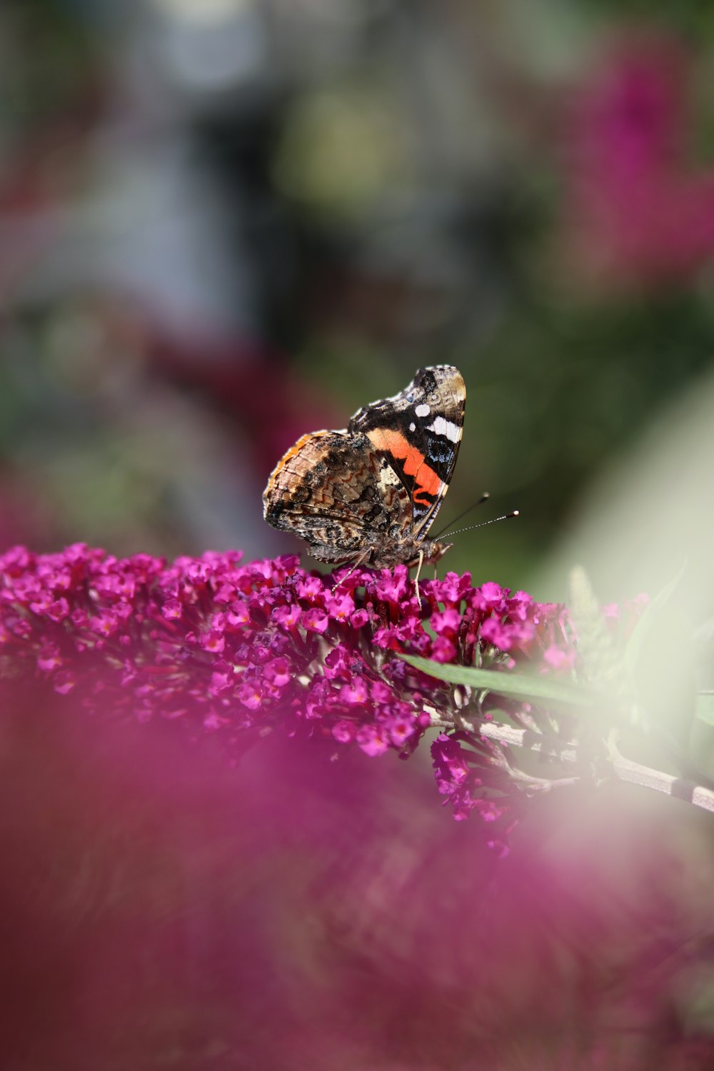 painted lady butterfly perched on purple flower in close up photography during daytime