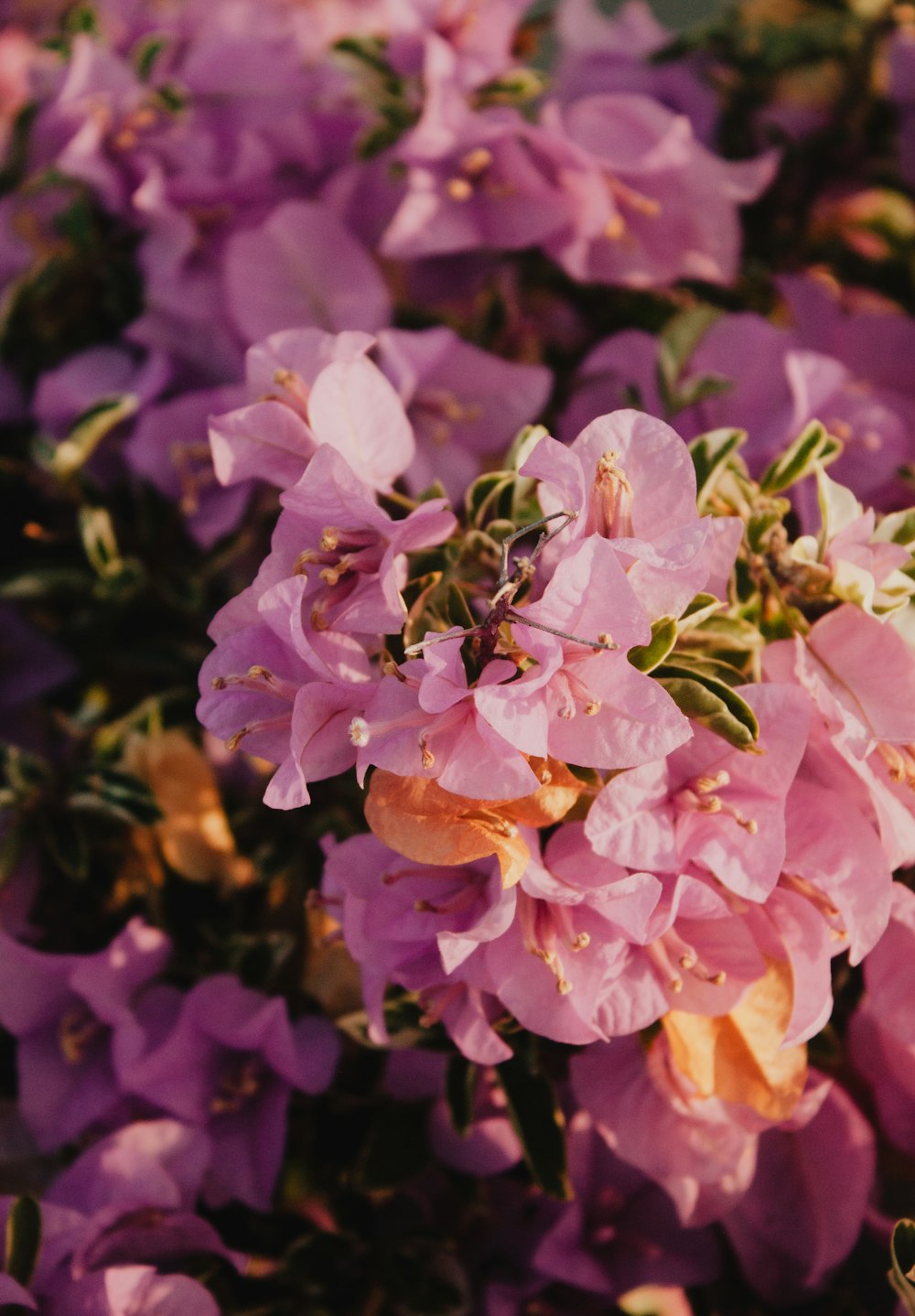 pink and white flowers in tilt shift lens