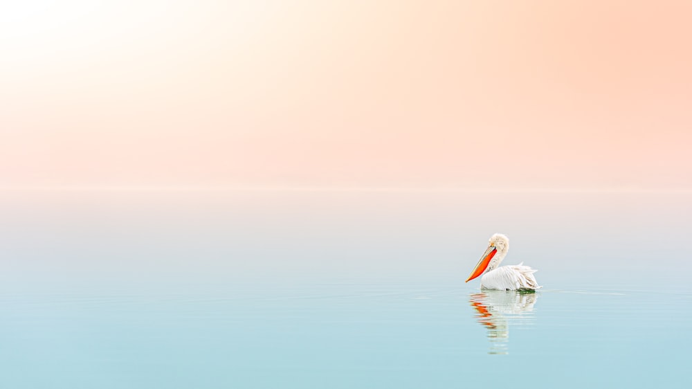 pellicano bianco sullo specchio d'acqua durante il giorno