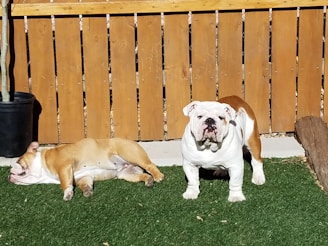 Two cane corsos playing together in a sunny backyard.