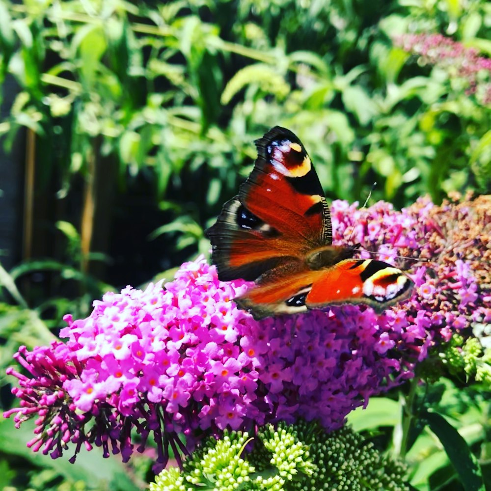 peacock butterfly perched on purple flower during daytime
