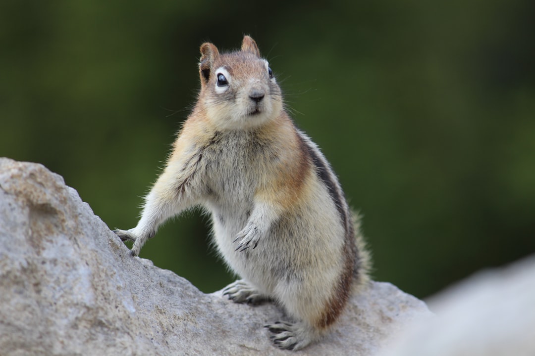 Wildlife photo spot Sulphur Mountain Banff,