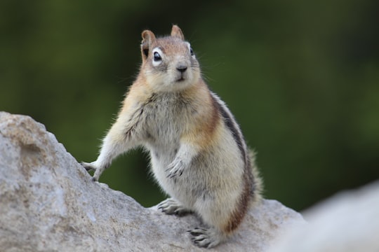 brown and white squirrel on brown rock in Sulphur Mountain Canada