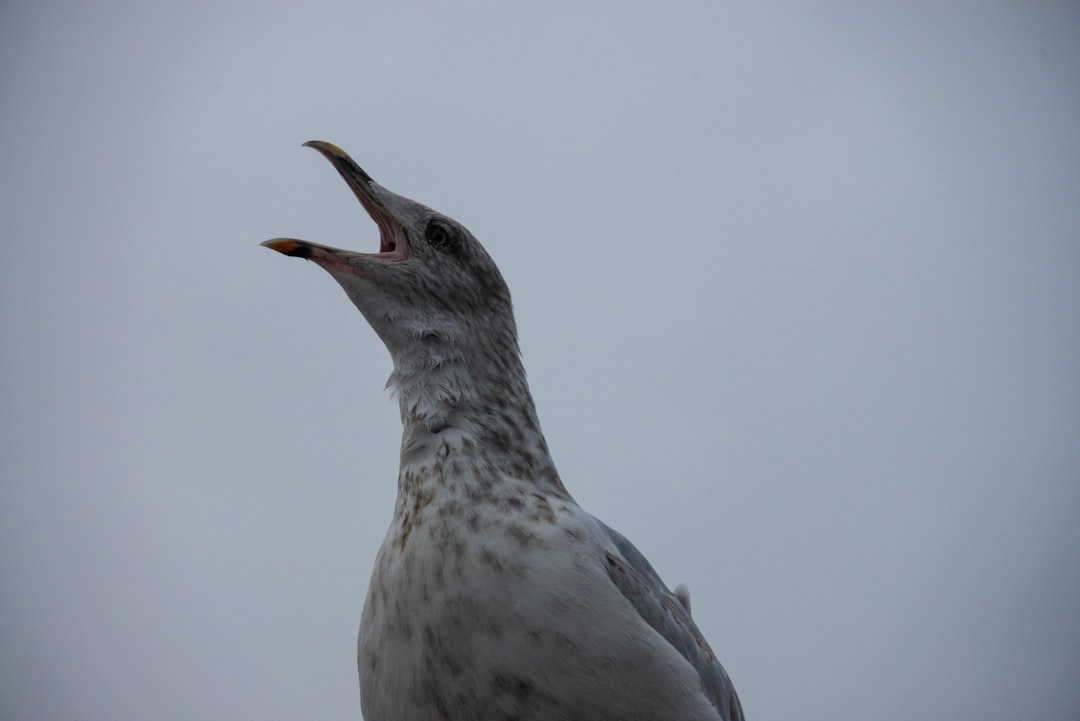 white and gray bird in close up photography