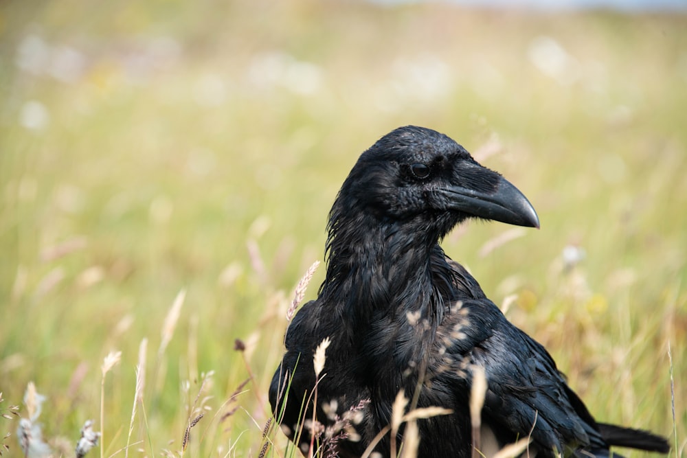 black crow on brown grass during daytime