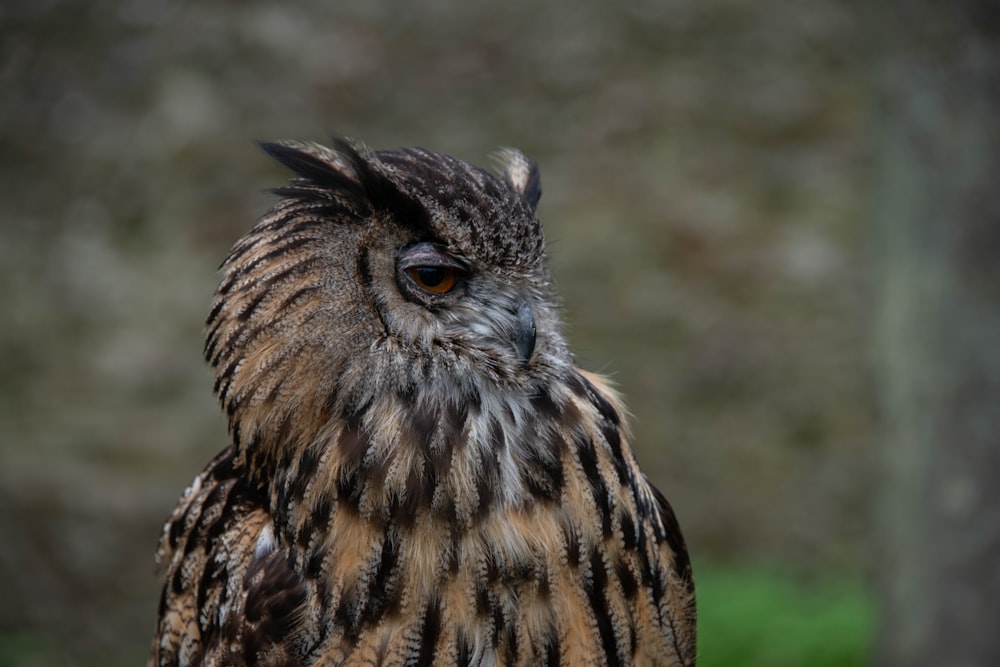 brown and black owl in close up photography