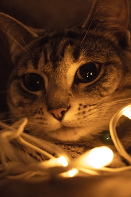A close-up of a cat’s gentle eyes reflecting a loving home