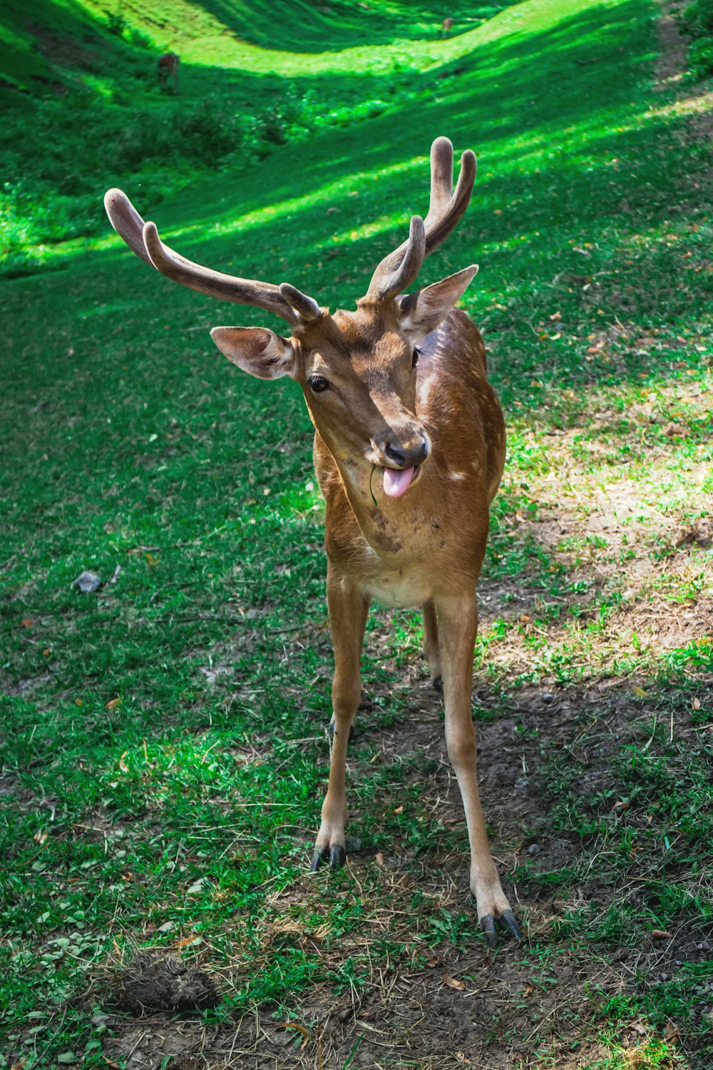 brown deer on green grass during daytime