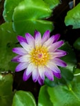 purple waterlily in bloom during daytime