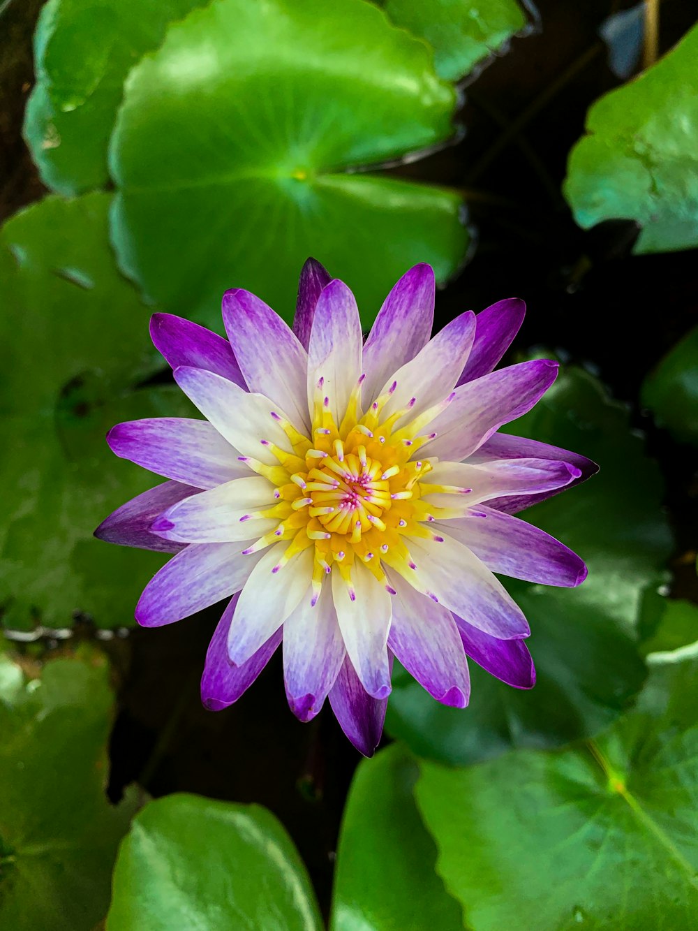 Nenúfar púrpura en flor durante el día