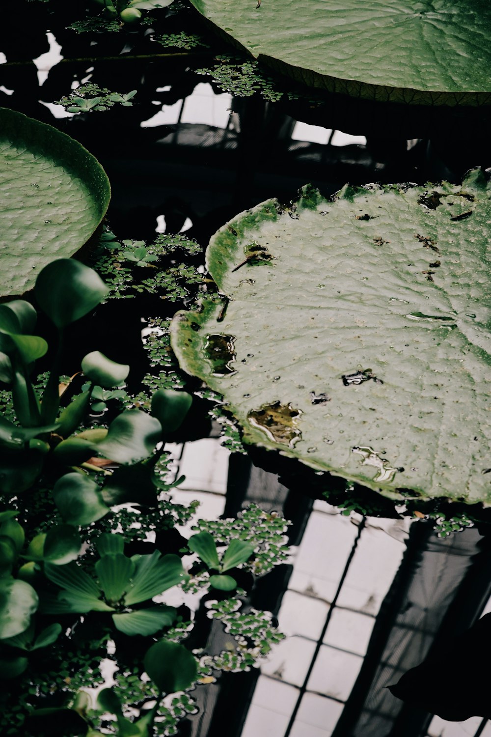 Planta verde con flor marrón