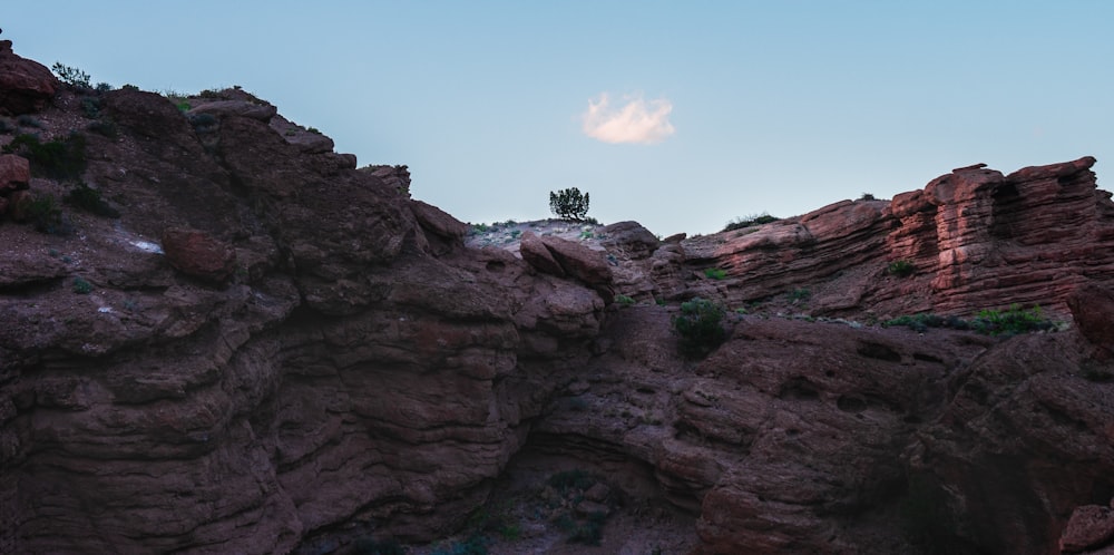 green tree on brown rock formation during daytime