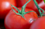 Close-up of vibrant ripe tomatoes and fresh herbs styled for a market’s social media post.
