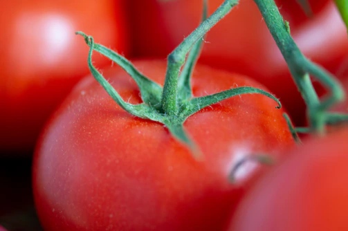 Close-up of vibrant ripe tomatoes and fresh herbs styled for a market’s social media post.