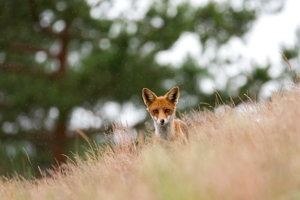brown fox on brown grass during daytime