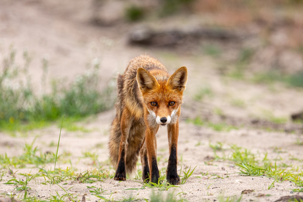 brown fox on green grass during daytime