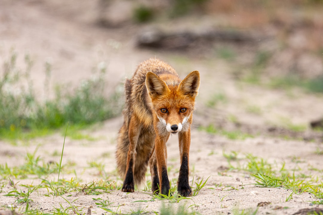 Wildlife photo spot JuodkrantÄ— Lithuania