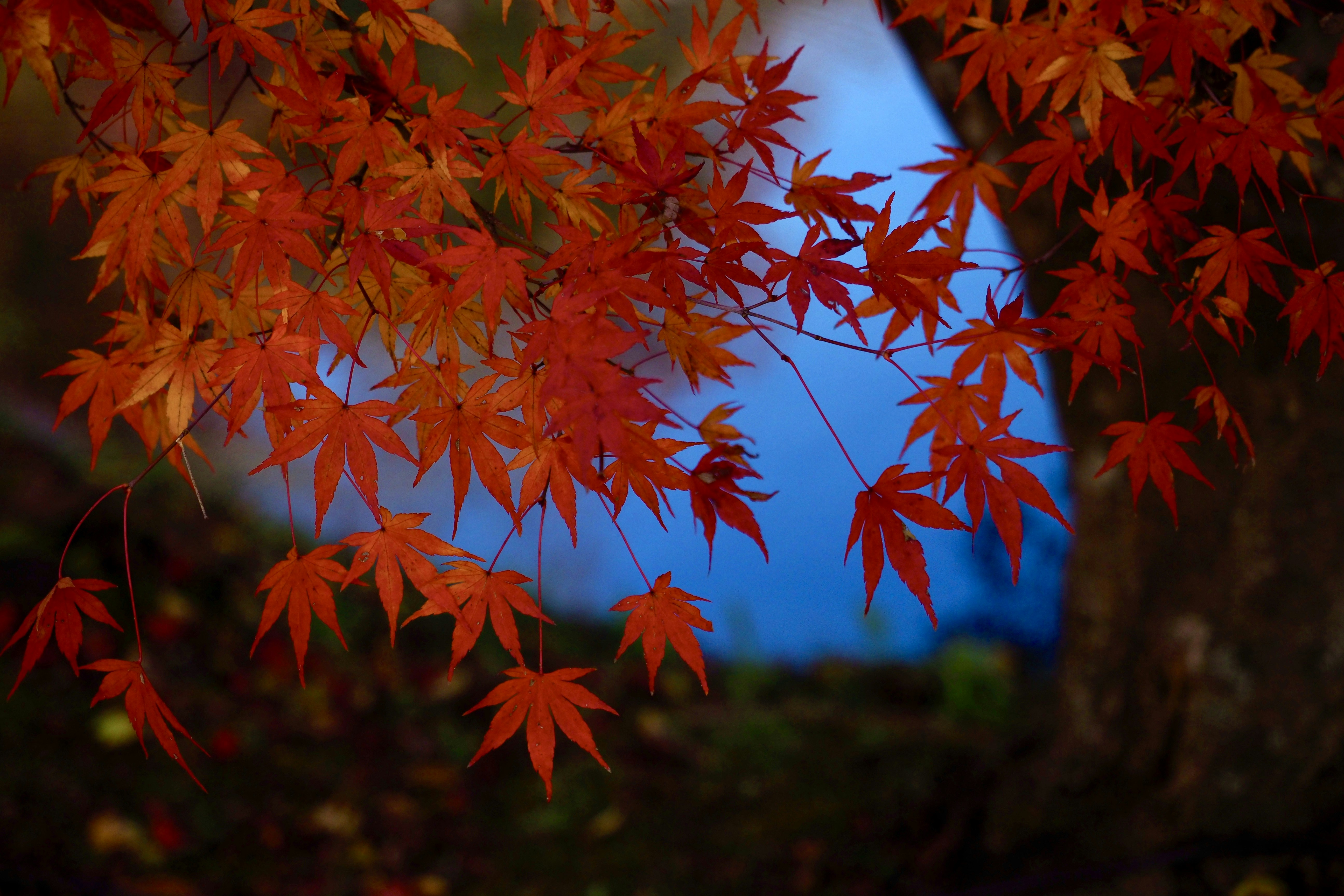 red maple leaves in tilt shift lens