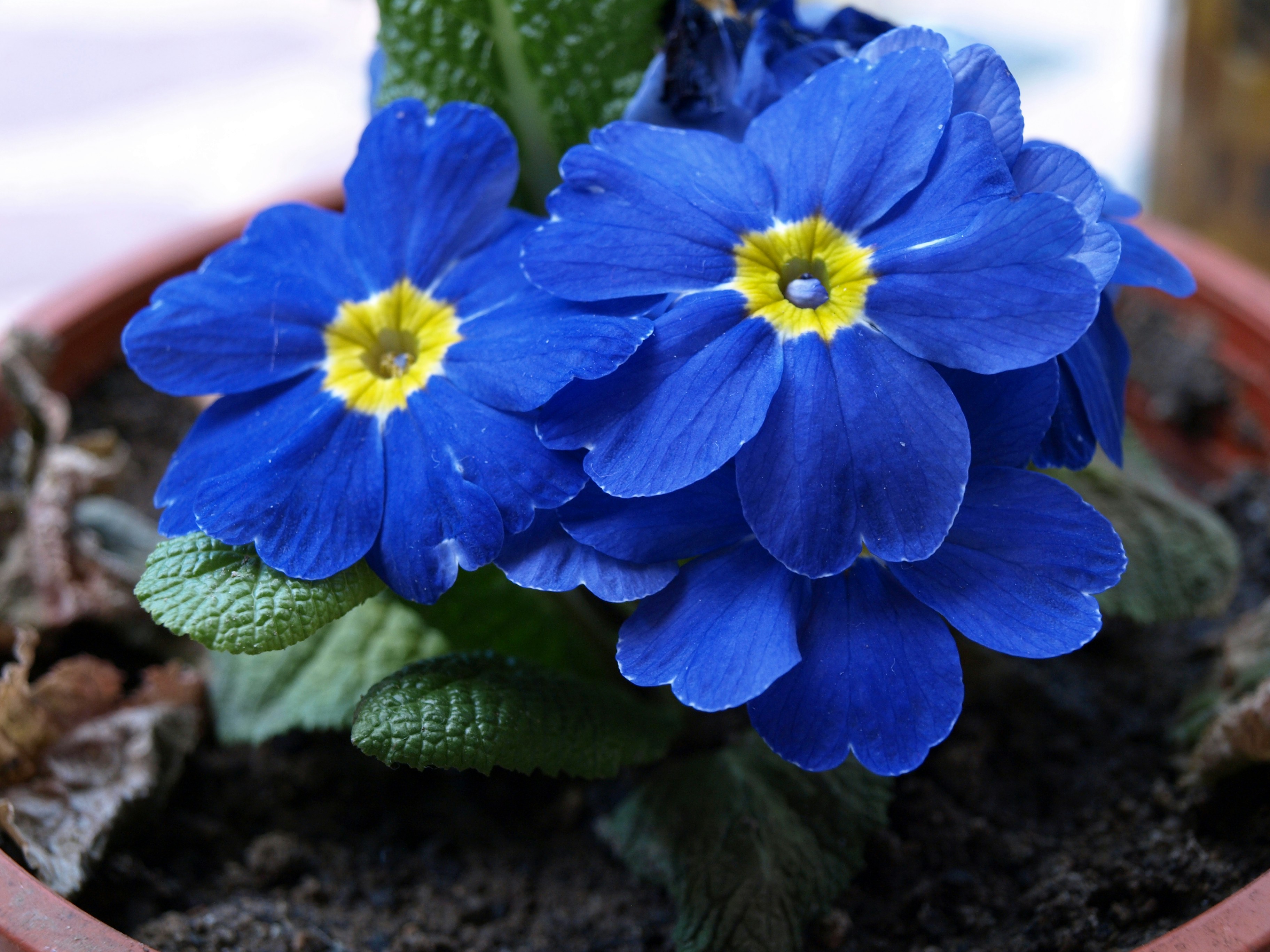 florev Self-Watering Kit