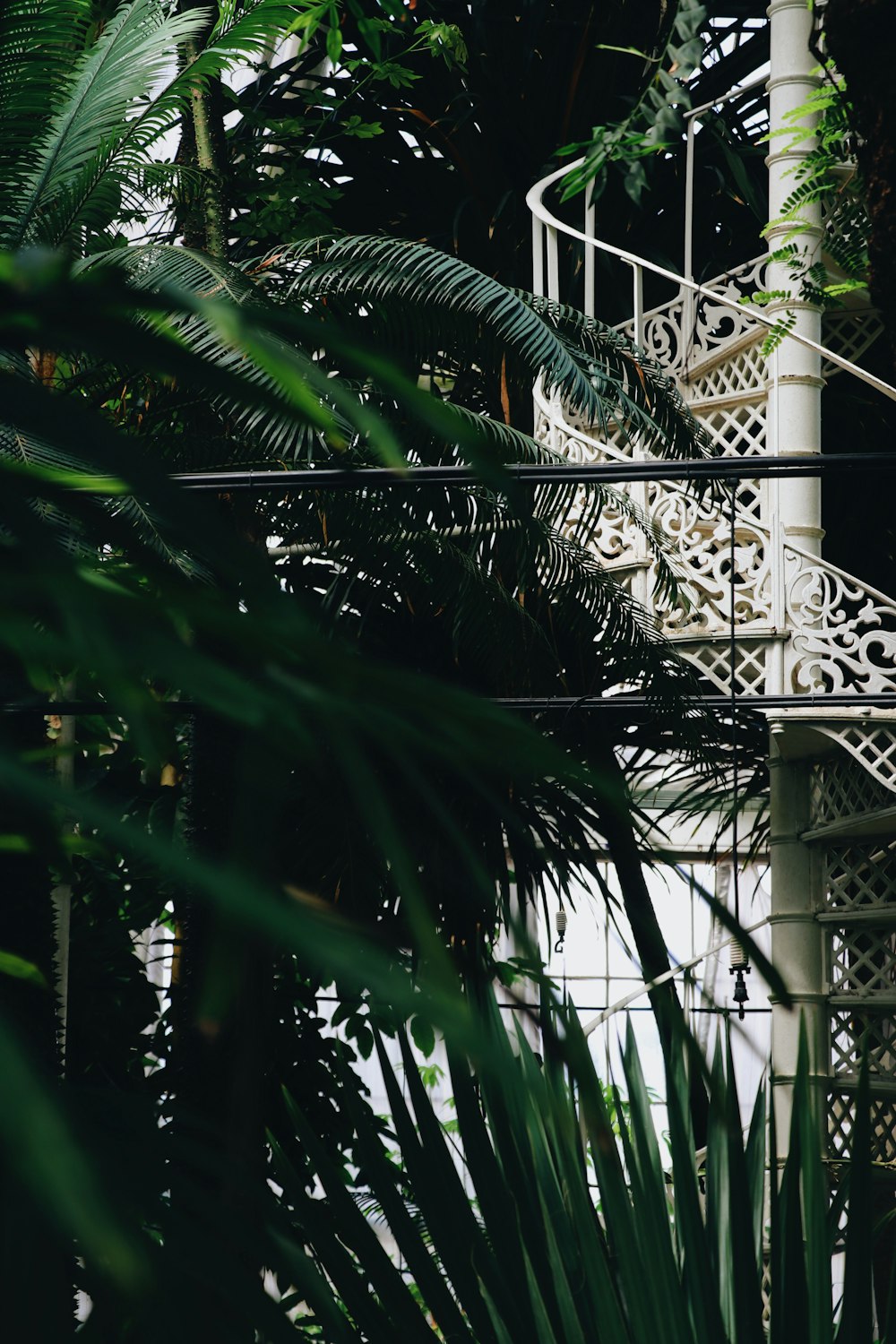 green palm tree near white metal fence