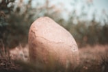 A large, smooth stone sits in a grassy area with blurred greenery in the background. On the surface of the stone, the text 'Count Your Blessings' is inscribed, partially covered by some natural imperfections of the rock.