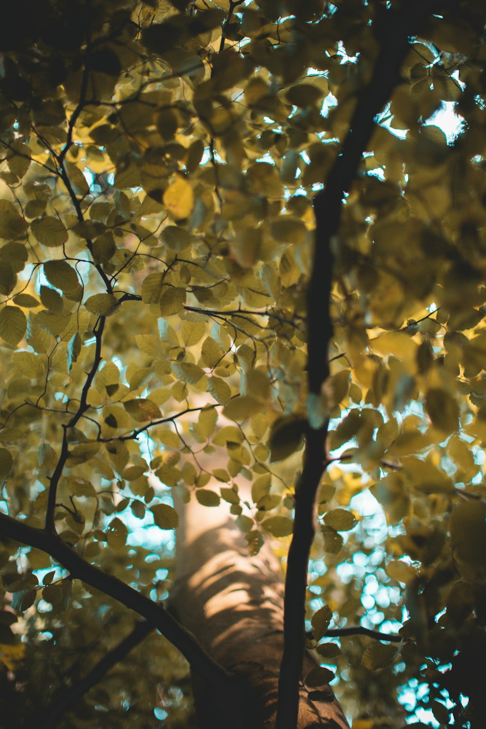 Gold Leaves Pictures  Download Free Images on Unsplash