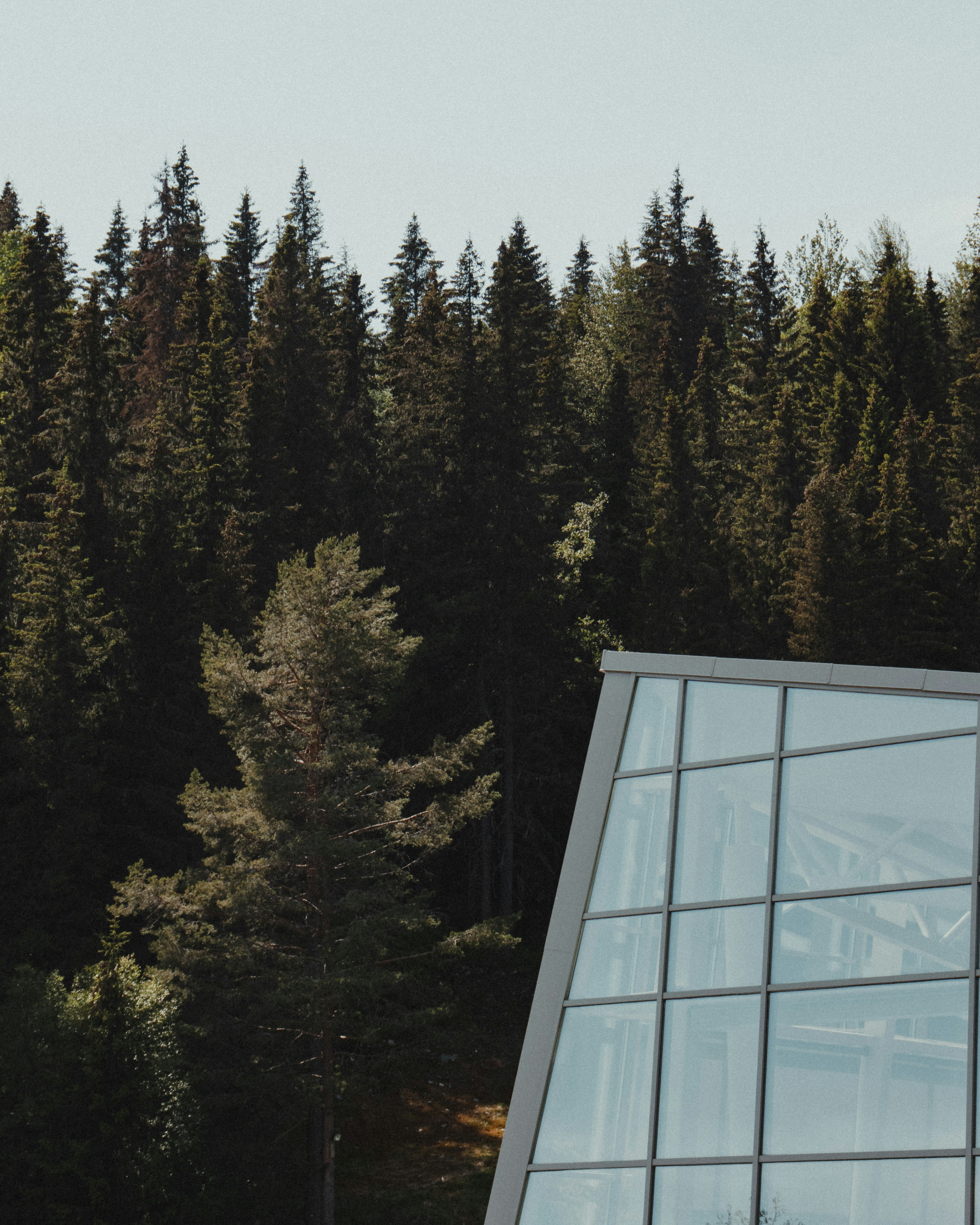 昼間の青空に緑の木々