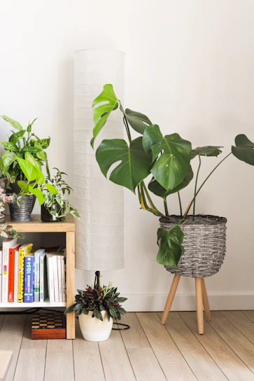 A cozy corner featuring a rustic wooden etagere shelf filled with potted plants and vintage books.
