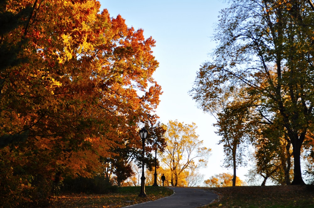 brown trees on green grass field during daytime