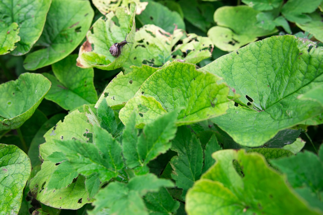 green leaves with water droplets