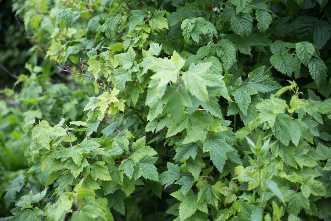 green leaves plant during daytime